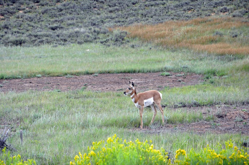 deer in Bryce Canyon